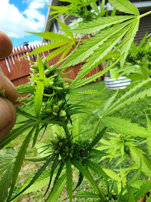 Mix Pack Auto RF3 ( 1 Reverse to male). Week 8