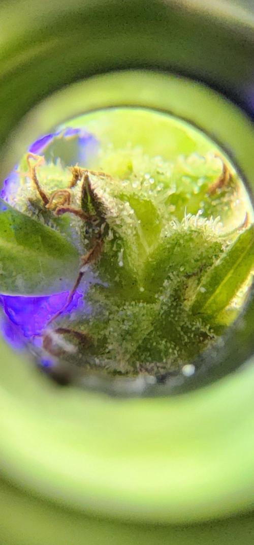 Mix Pack Auto RF3 ( 1 Reverse to male). Week 8