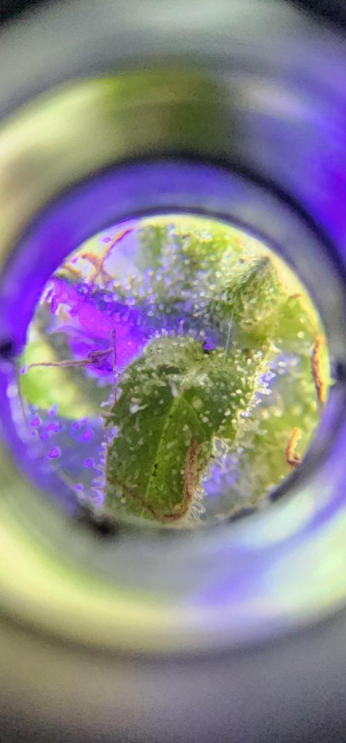Mix Pack Auto RF3 ( 1 Reverse to male). Week 8
