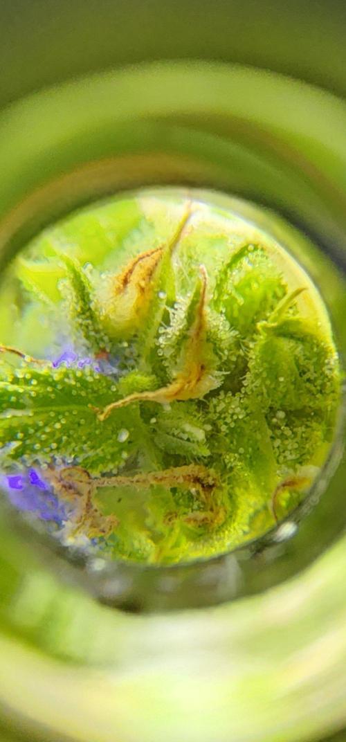 Mix Pack Auto RF3 ( 1 Reverse to male). Week 8
