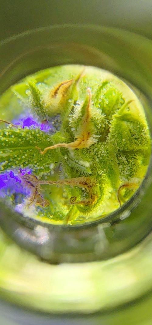 Mix Pack Auto RF3 ( 1 Reverse to male). Week 8