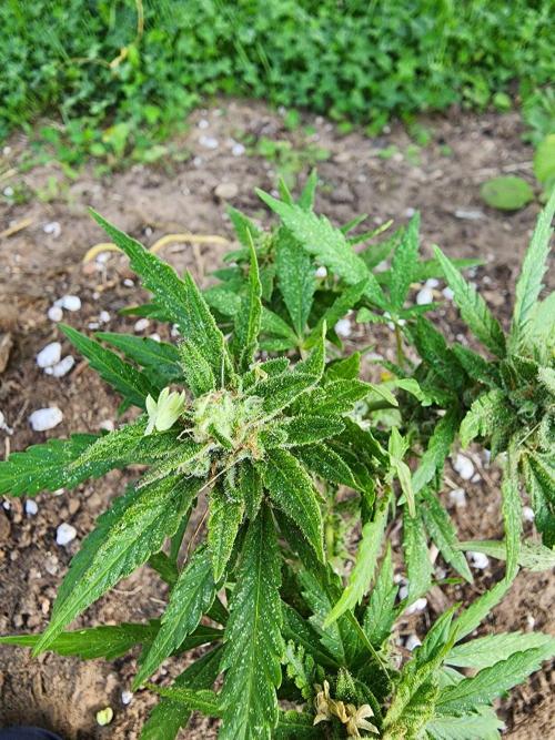 Mix Pack Auto RF3 ( 1 Reverse to male). Week 9