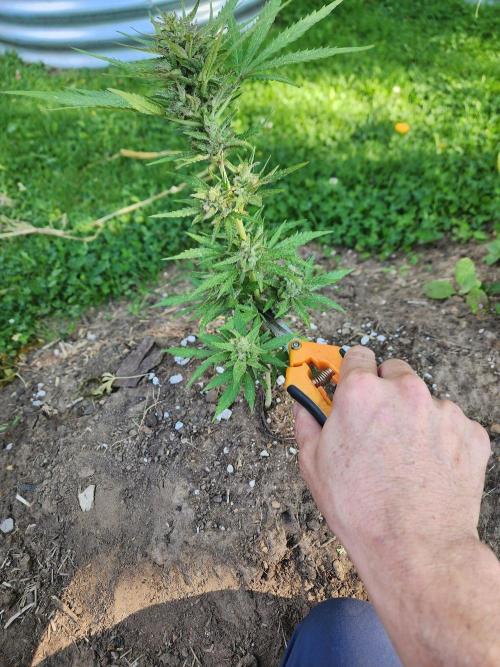 Mix Pack Auto RF3 ( 1 Reverse to male). Week 9