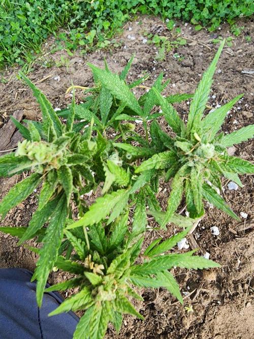 Mix Pack Auto RF3 ( 1 Reverse to male). Week 9