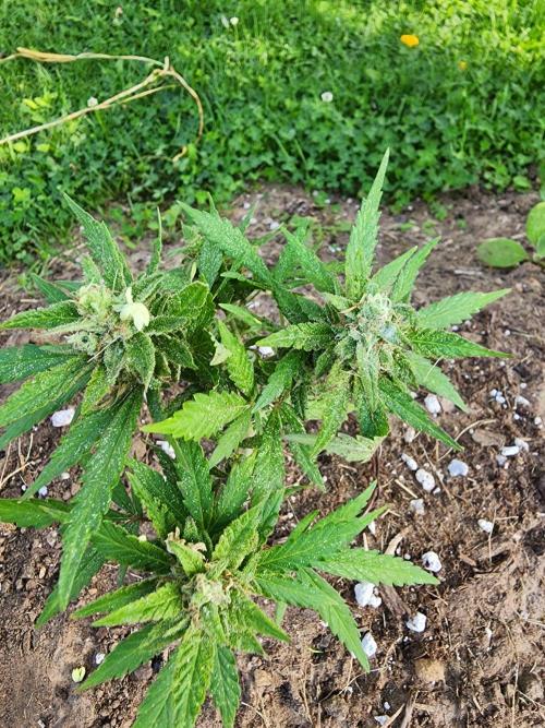Mix Pack Auto RF3 ( 1 Reverse to male). Week 9