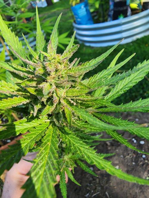 Mix Pack Auto RF3 ( 1 Reverse to male). Week 9