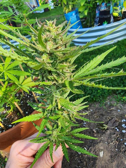 Mix Pack Auto RF3 ( 1 Reverse to male). Week 9