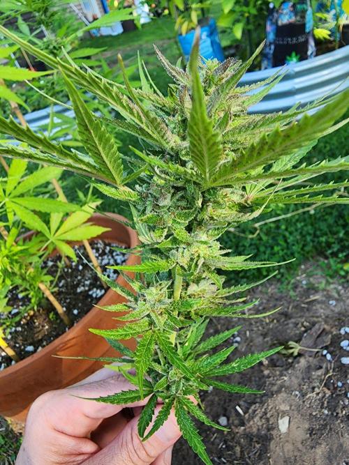 Mix Pack Auto RF3 ( 1 Reverse to male). Week 9