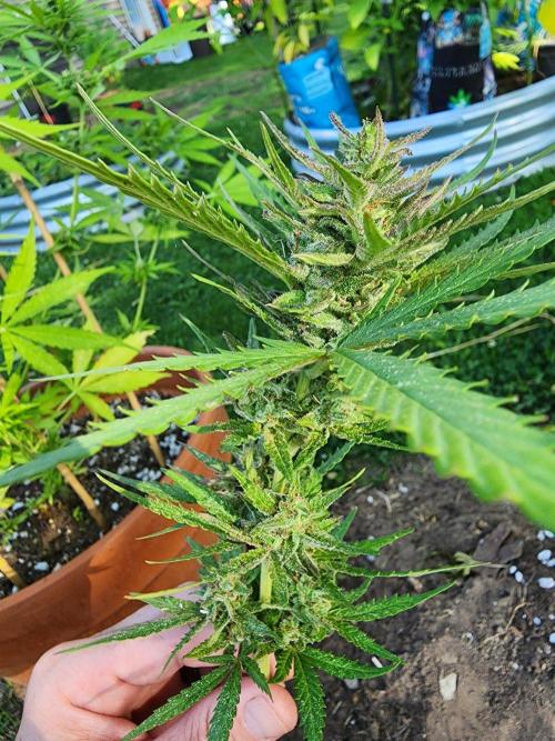 Mix Pack Auto RF3 ( 1 Reverse to male). Week 9
