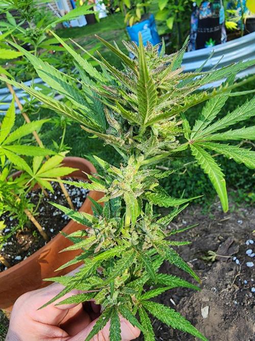 Mix Pack Auto RF3 ( 1 Reverse to male). Week 9