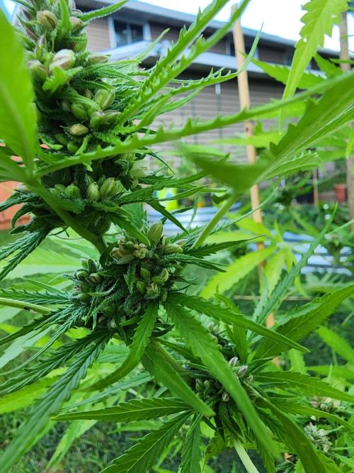 Mix Pack Auto RF3 ( 1 Reverse to male). Week 9