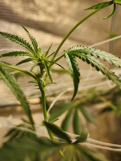 Apricot Scone. Week 20