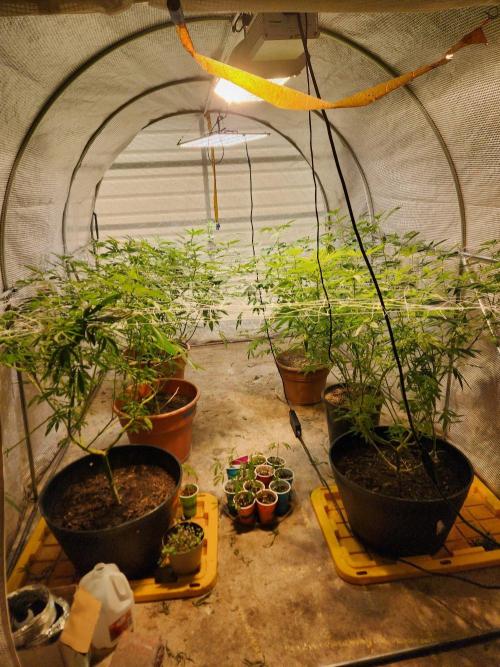 Apricot Scone. Week 20