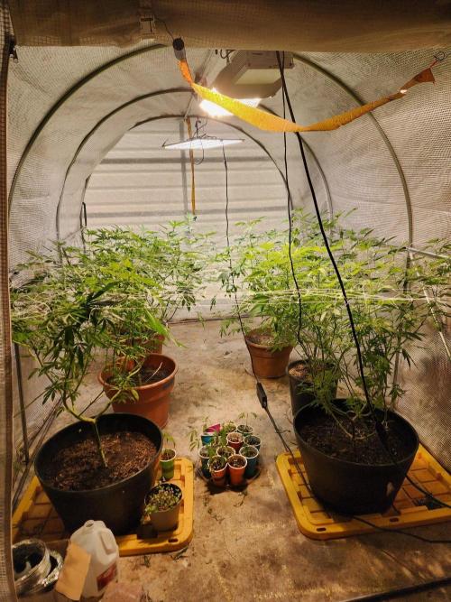 Snoop's punch. Week 17