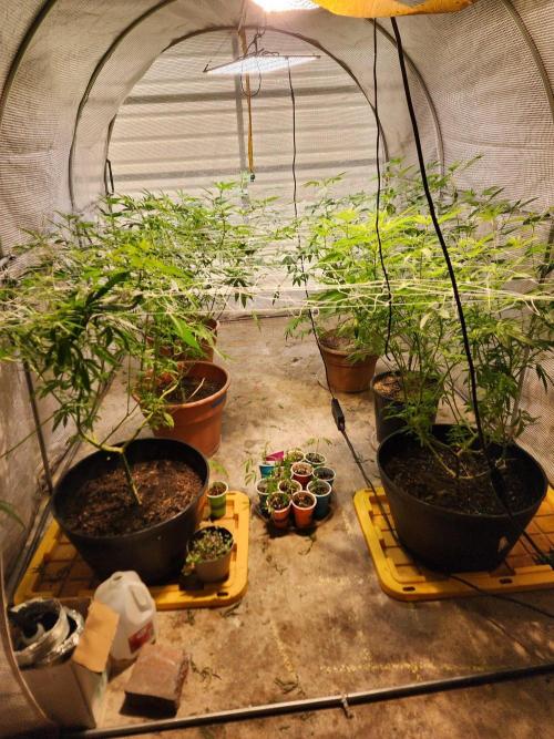 Snoop's punch. Week 17
