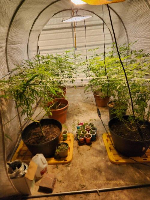 Velvet Moon. Week 20