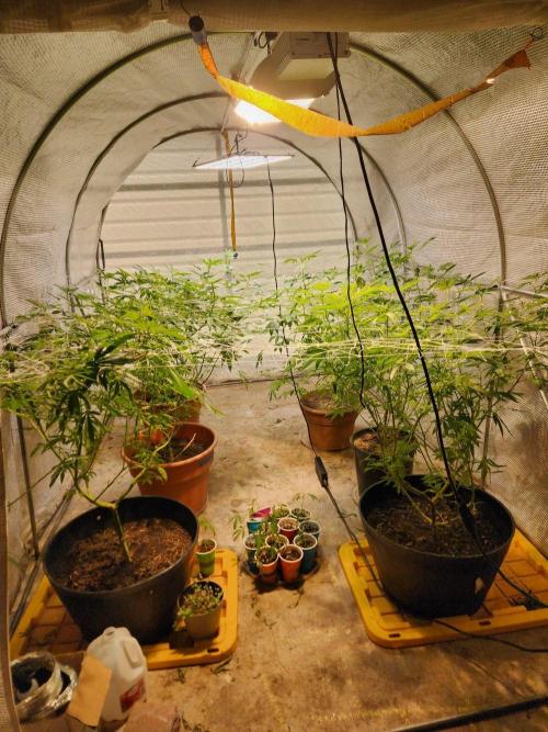 Velvet Moon. Week 20