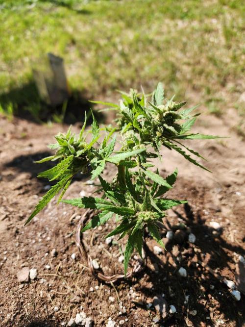Mix Pack Auto RF3 ( 1 Reverse to male). Week 9