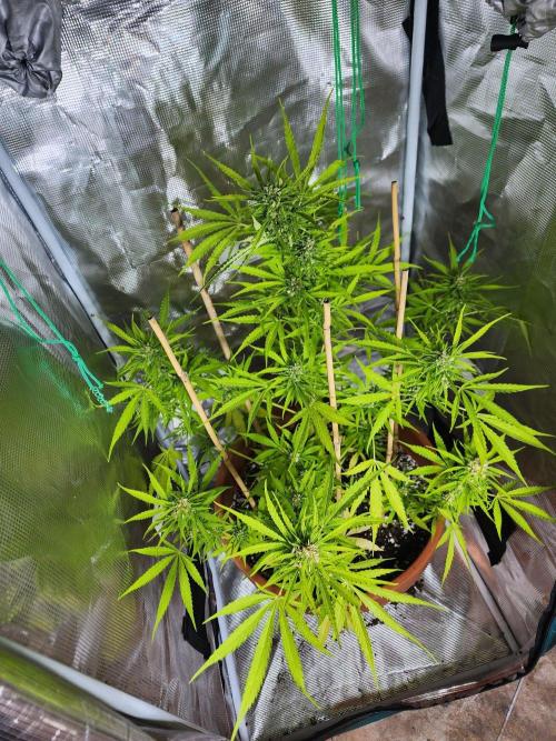 Mix Pack Auto RF3 ( 1 Reverse to male). Week 9