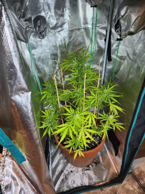 Mix Pack Auto RF3 ( 1 Reverse to male). Week 9