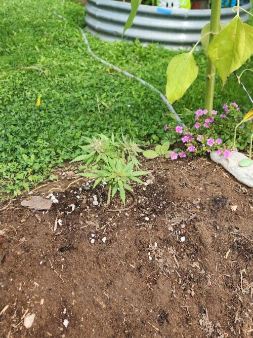 Mix Pack Auto RF3 ( 1 Reverse to male). Week 9