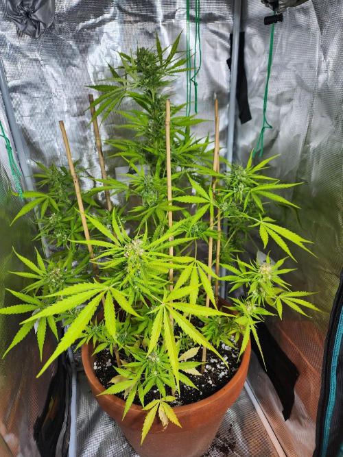 Mix Pack Auto RF3 ( 1 Reverse to male). Week 9