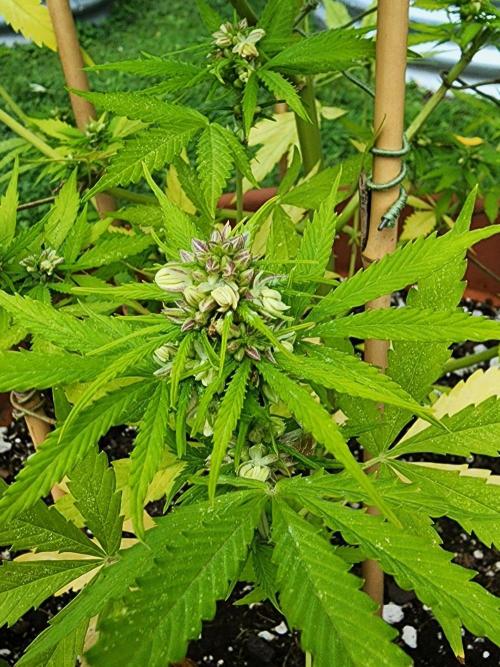 Mix Pack Auto RF3 ( 1 Reverse to male). Week 9