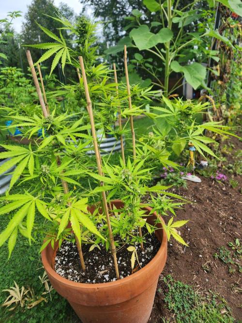 Mix Pack Auto RF3 ( 1 Reverse to male). Week 9
