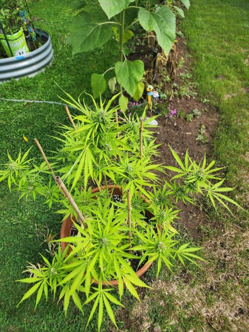 Mix Pack Auto RF3 ( 1 Reverse to male). Week 9
