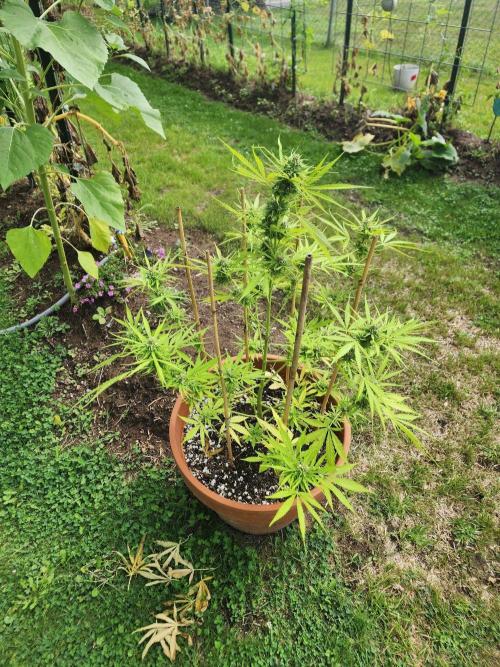 Mix Pack Auto RF3 ( 1 Reverse to male). Week 9