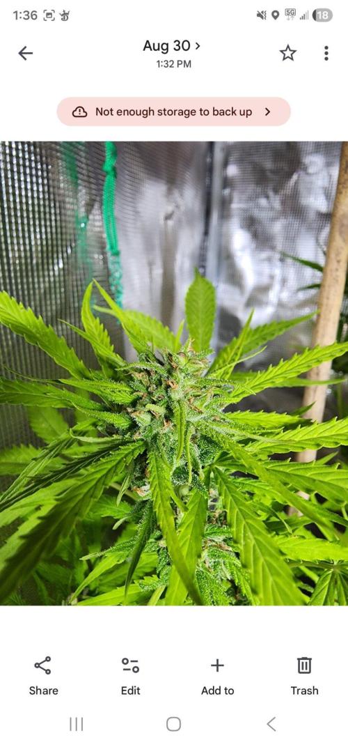 Mix Pack Auto RF3 ( 1 Reverse to male). Week 9