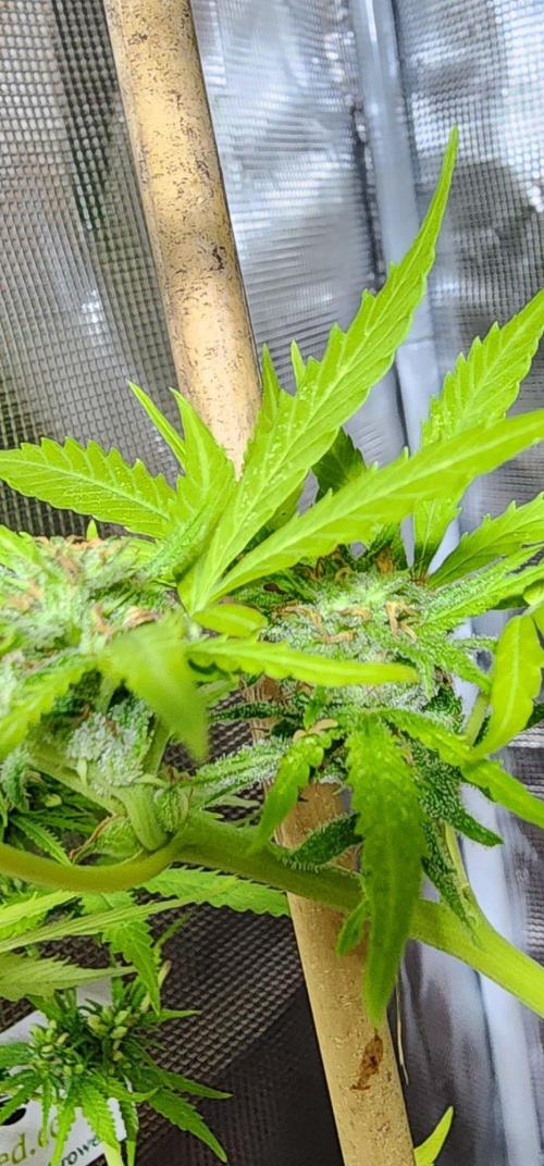 Mix Pack Auto RF3 ( 1 Reverse to male). Week 9