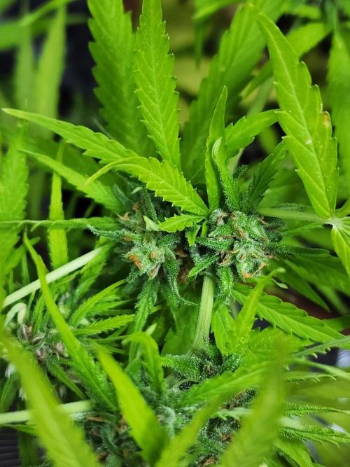 Mix Pack Auto RF3 ( 1 Reverse to male). Week 9