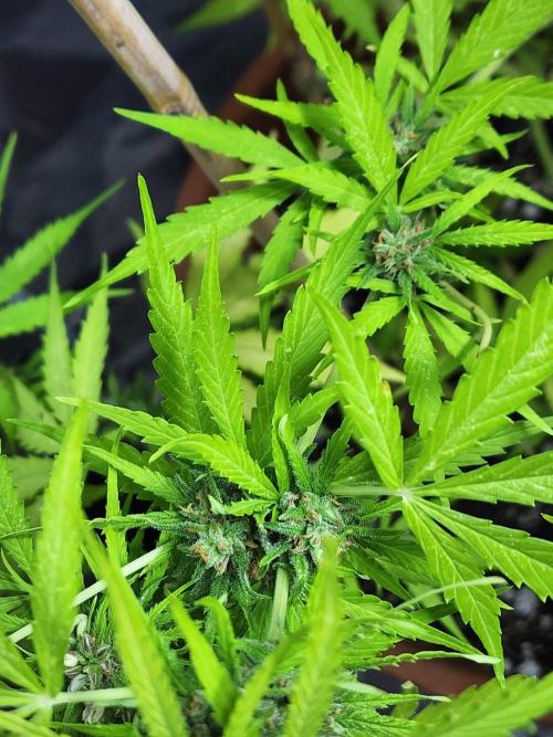 Mix Pack Auto RF3 ( 1 Reverse to male). Week 9