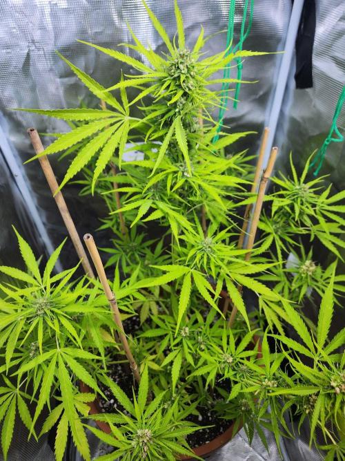 Mix Pack Auto RF3 ( 1 Reverse to male). Week 9
