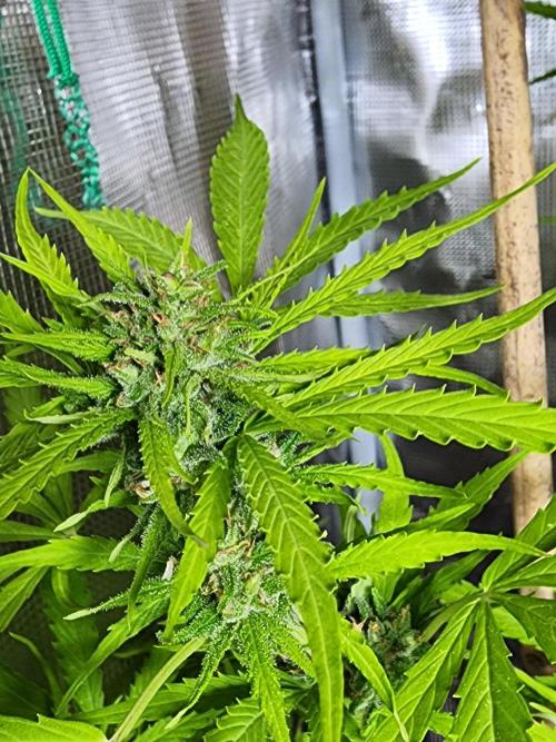Mix Pack Auto RF3 ( 1 Reverse to male). Week 9
