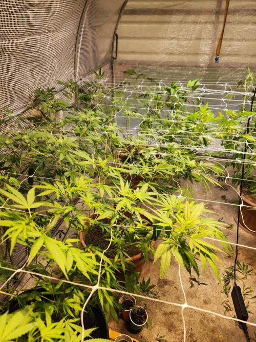 Velvet Moon. Week 21