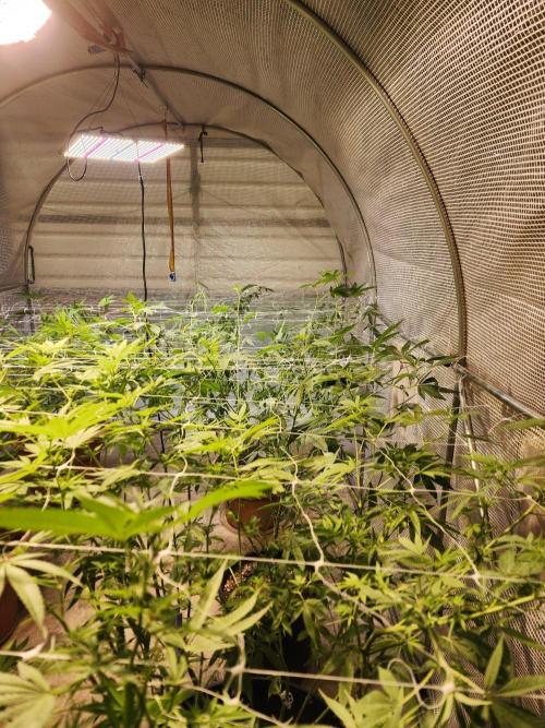 Velvet Moon. Week 21