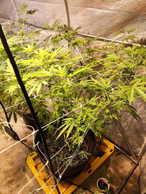 Apricot Scone. Week 21