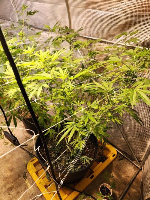 Apricot Scone. Week 21