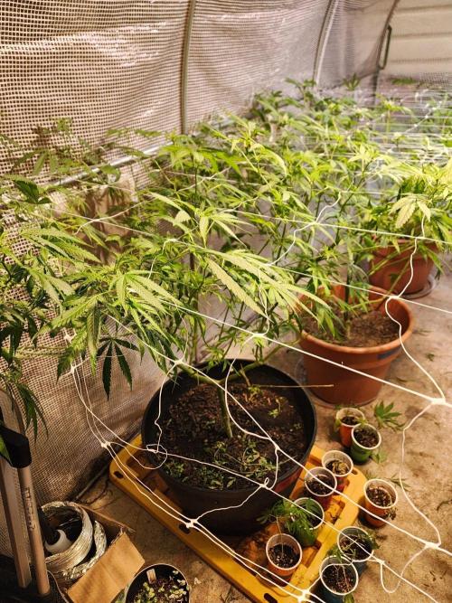 Apricot Scone. Week 21
