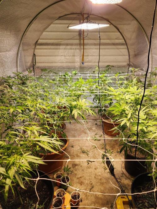 Apricot Scone. Week 21