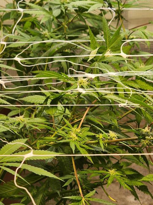 Snoop's punch. Week 18