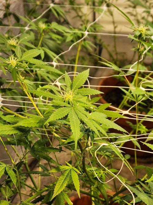 Snoop's punch. Week 18