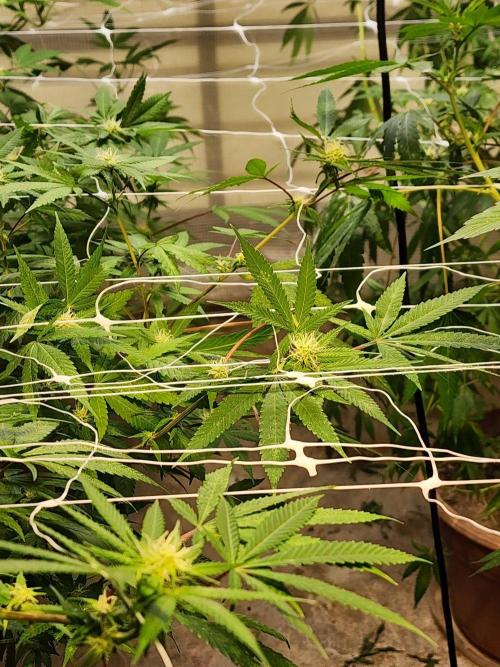 Snoop's punch. Week 18