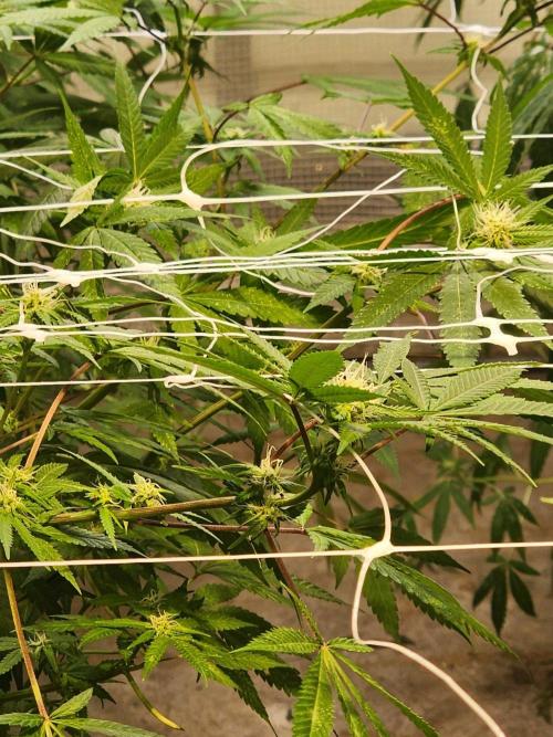Snoop's punch. Week 18