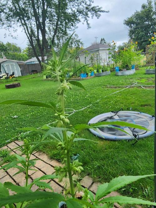 Snoop's punch. Week 18