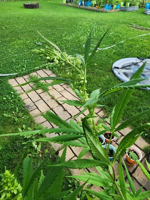 Snoop's punch. Week 18
