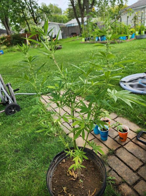 Snoop's punch. Week 18