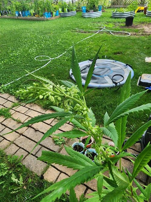 Snoop's punch. Week 18